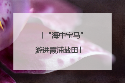 “海中宝马”游进霞浦盐田