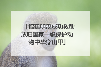 福建明溪成功救助放归国家一级保护动物中华穿山甲