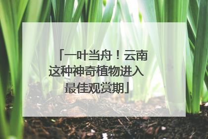 一叶当舟！云南这种神奇植物进入最佳观赏期