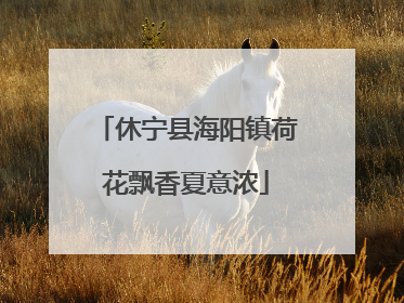 休宁县海阳镇荷花飘香夏意浓