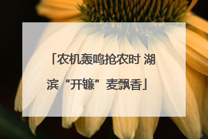农机轰鸣抢农时 湖滨“开镰”麦飘香