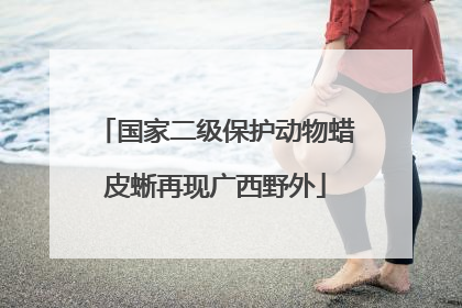 国家二级保护动物蜡皮蜥再现广西野外