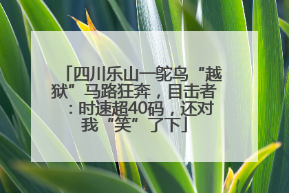 四川乐山一鸵鸟“越狱”马路狂奔，目击者：时速超40码，还对我“笑”了下