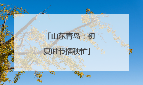 山东青岛：初夏时节插秧忙