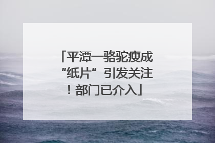 平潭一骆驼瘦成“纸片”引发关注！部门已介入