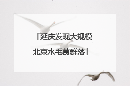 延庆发现大规模北京水毛茛群落