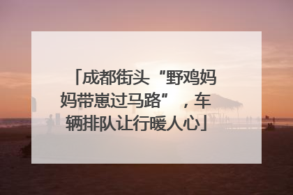 成都街头“野鸡妈妈带崽过马路”，车辆排队让行暖人心