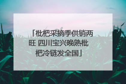 枇杷采摘季供销两旺 四川宝兴晚熟枇杷冷链发全国