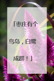 枣庄有个鸟岛，白鹭成群！
