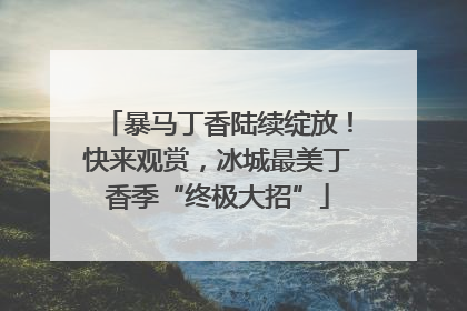 暴马丁香陆续绽放！快来观赏，冰城最美丁香季“终极大招”