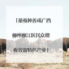 桑蚕种养成广西柳州柳江区民众增收致富特色产业