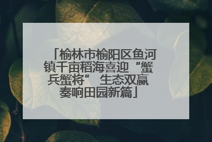 榆林市榆阳区鱼河镇千亩稻海喜迎“蟹兵蟹将” 生态双赢奏响田园新篇