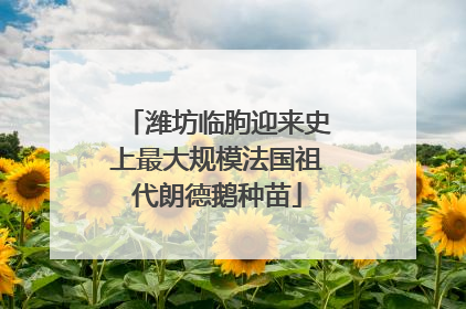潍坊临朐迎来史上最大规模法国祖代朗德鹅种苗