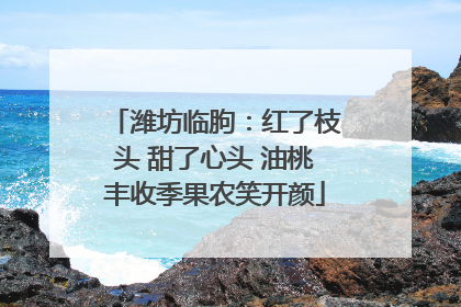 潍坊临朐：红了枝头 甜了心头 油桃丰收季果农笑开颜