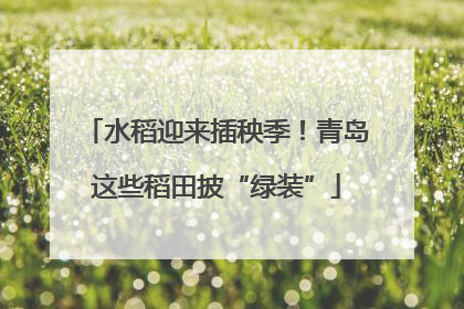 水稻迎来插秧季！青岛这些稻田披“绿装”