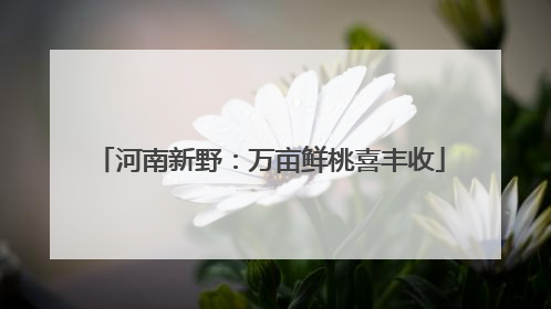 河南新野：万亩鲜桃喜丰收