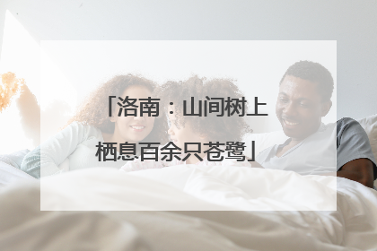洛南：山间树上栖息百余只苍鹭