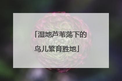 湿地芦苇荡下的鸟儿繁育胜地