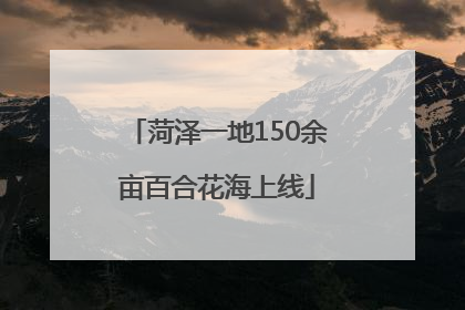 菏泽一地150余亩百合花海上线