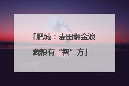 肥城：麦田翻金浪藏粮有“智”方
