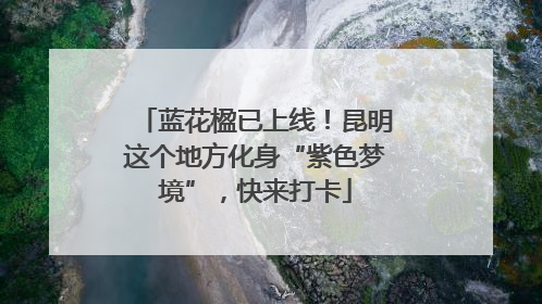 蓝花楹已上线！昆明这个地方化身“紫色梦境”，快来打卡