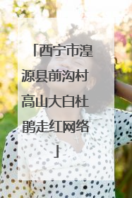 西宁市湟源县前沟村高山大白杜鹃走红网络