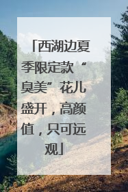 西湖边夏季限定款“臭美”花儿盛开，高颜值，只可远观