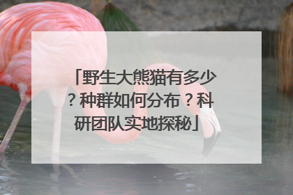 野生大熊猫有多少？种群如何分布？科研团队实地探秘
