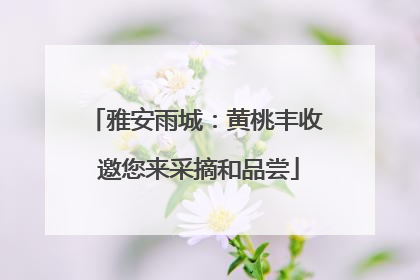 雅安雨城：黄桃丰收 邀您来采摘和品尝
