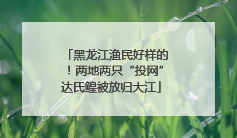 黑龙江渔民好样的！两地两只“投网”达氏鳇被放归大江