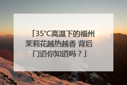 35℃高温下的福州茉莉花越热越香 背后门道你知道吗？